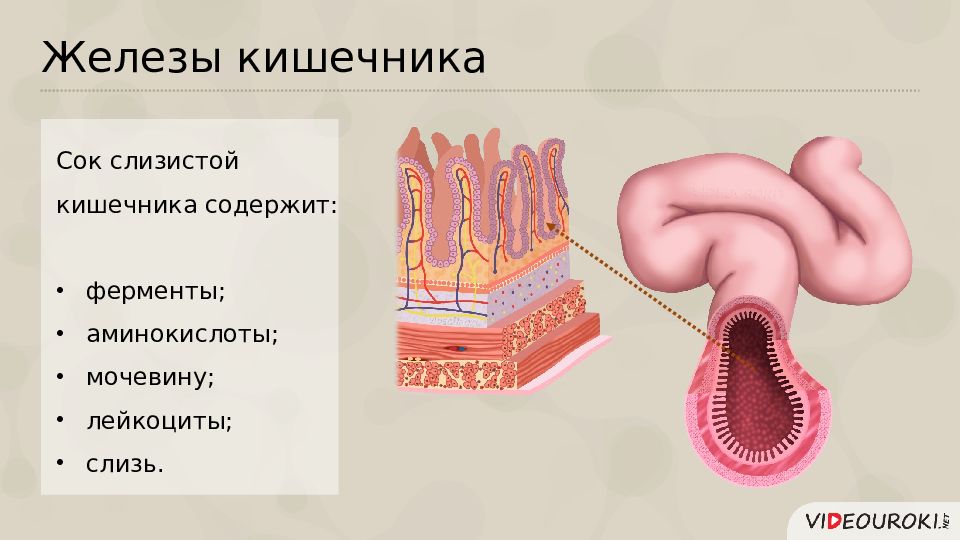 Железы кишечника. Кишечные железы строение. Железы слизистой оболочки тонкой кишки. Кишечные железы толстой кишки. Железы тонкого кмшечникаанатомия.