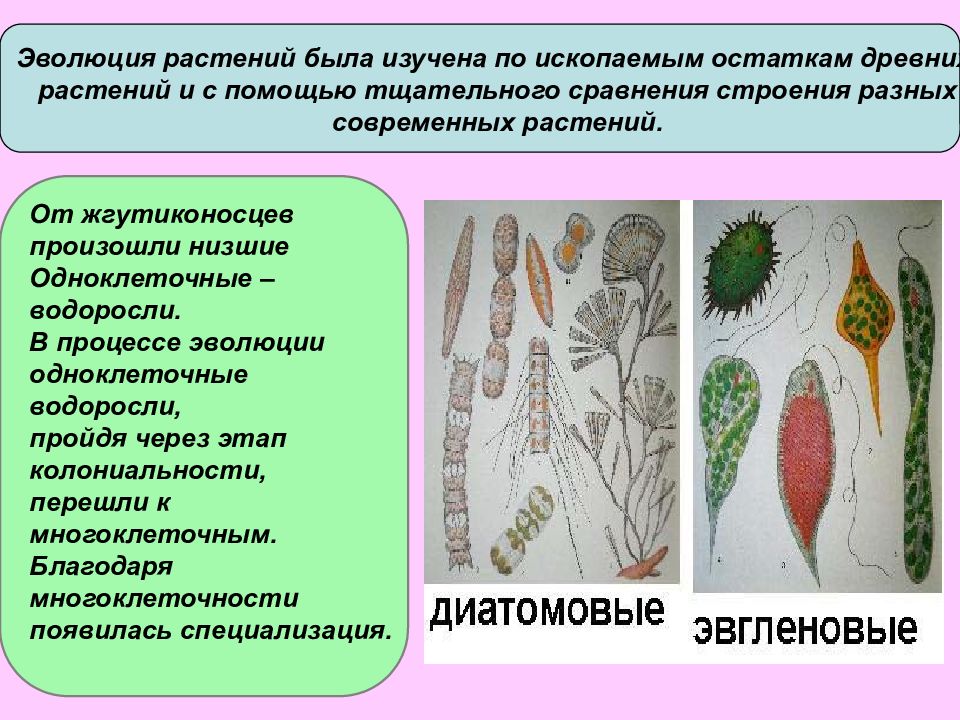 Эволюция растений и животных презентация