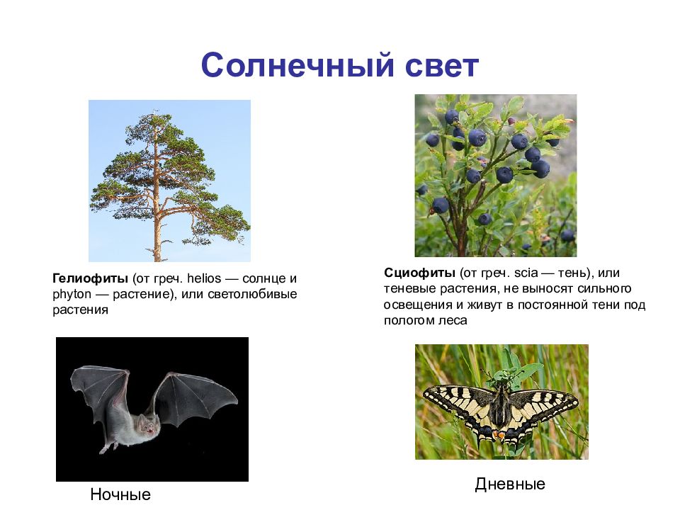 Светолюбивая экологическая группа растений. Гелиофиты светолюбивые растения. Гелиофиты светолюбивые адаптации. Гелиофиты приспособления. Светолюбивые экологические группы.