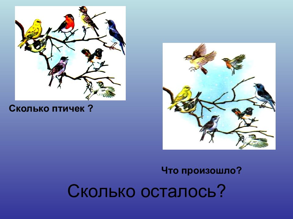 Сколько птиц. Сколько птичек. Сколько птиц осталось. Картинки сколько всего произошло. Что у птицы есть Информатика.