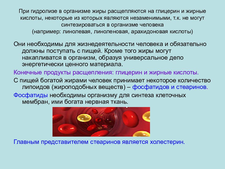 Все витамины синтезируются в организме человека. Расщепляются на глицерин и жирные кислоты. В организме человека жиры могут синтезироваться. Жирные кислоты которые синтезируются в организме. Жирные кислоты не синтезирующиеся в организме.