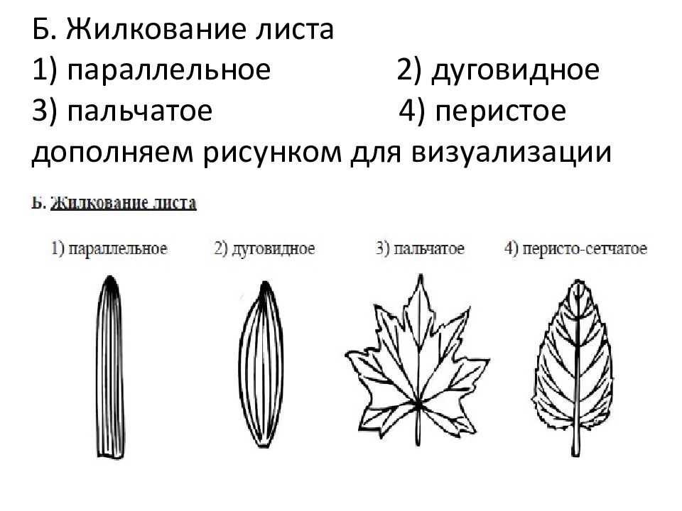 На рисунке изображены различные по форме листья плюща выросшие в разных условиях огэ ответы