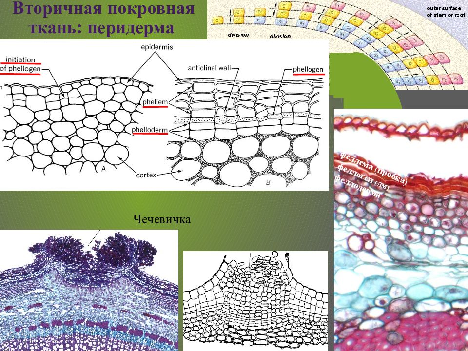 Вторичная ткань. Покровная ткань перидерма. Вторичная покровная ткань перидерма. Феллема феллоген феллодерма. Вторичная покровная ткань пробка феллема.