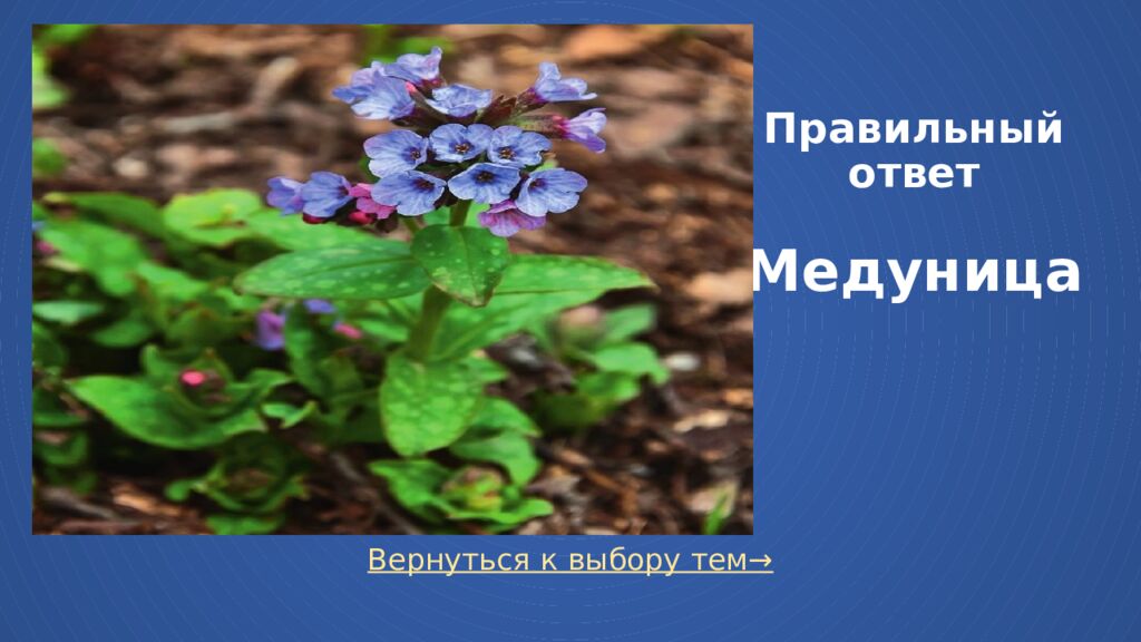 Правильный ответ Медуница