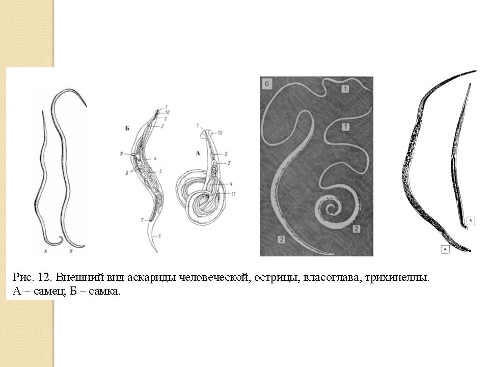 Аскарида власоглав. Трихинелла Острица власоглав. Власоглав самка и самец.