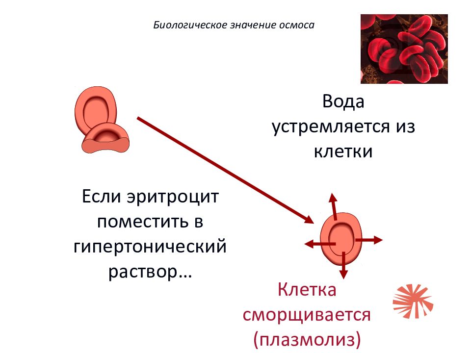 Определение резистентности эритроцитов. Гемолиз эритроцитов в гипертоническом растворе. Эритроциты помещенные в гипертонический раствор. Осмотические свойства эритроцитов. Гипертонический раствор плазмолиз.