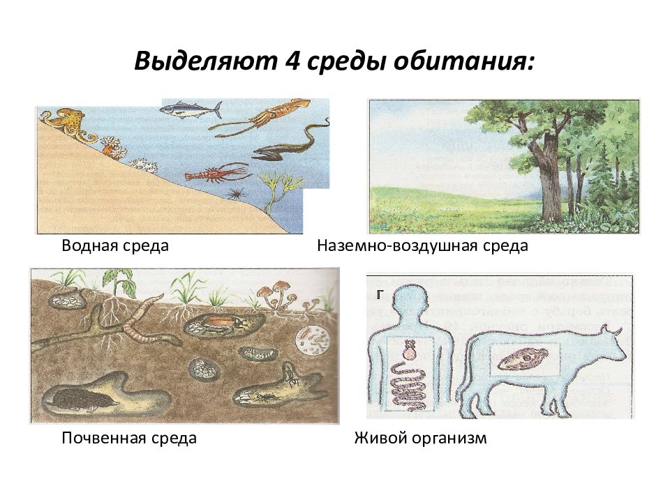 Картинки среды обитания живых организмов