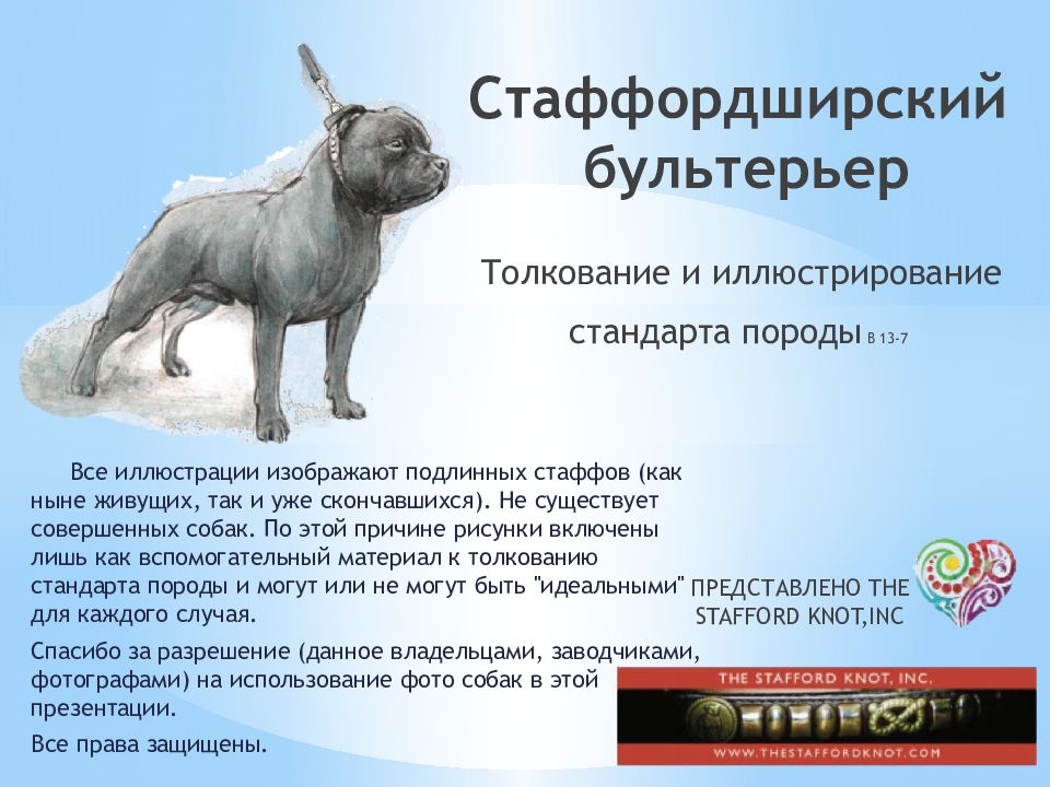 Стаффордширский бультерьер Толкование и иллюстрирование стандарта породы В 13-7