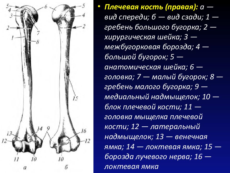 Плечевая кость анатомия