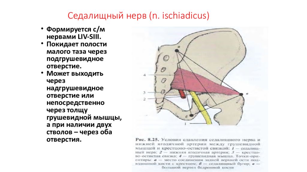 Седалищная мышца. Седалищный нерв через подгрушевидное отверстие. Над и подгрушевидное отверстие. Нервы подгрушевидного отверстия. Большое и Малое седалищные отверстия.