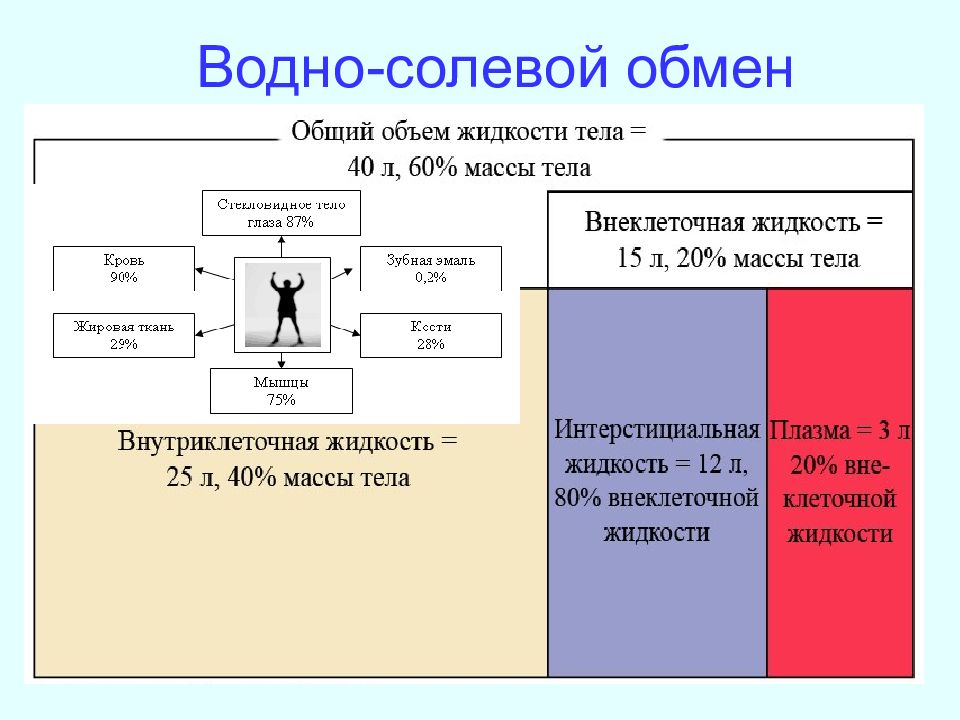 Схема регуляции водно солевого обмена в организме