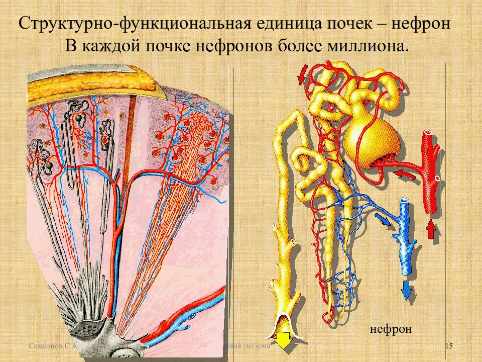 Структурная единица почки. Мочеиспускательная система нефрон. Мочеполовая система нефрон. Строение нефрона. Функциональная анатомия почек.