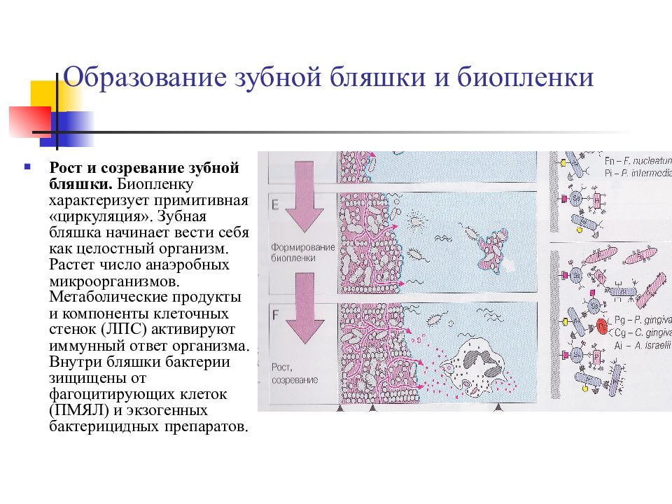 Схема формирования зубной бляшки