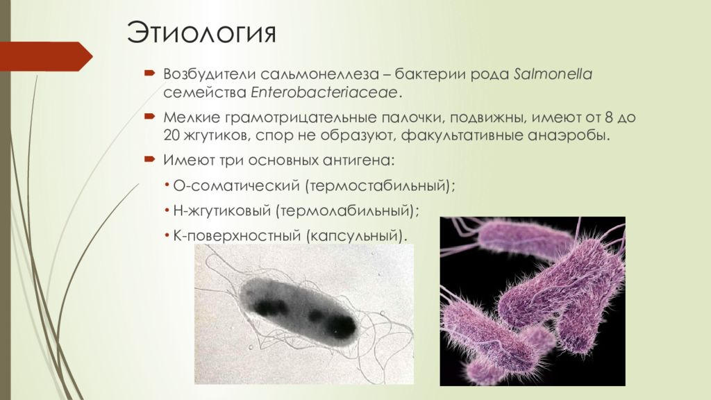 Род бактерий. Бактерии, представители рода Salmonella. Бактерия возбудитель сальмонеллеза. Возбудители сальмонеллеза грамотрицательные подвижные палочки. Этиология возбудитель Salmonella.