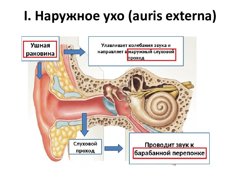 В наружном ухе отсутствует