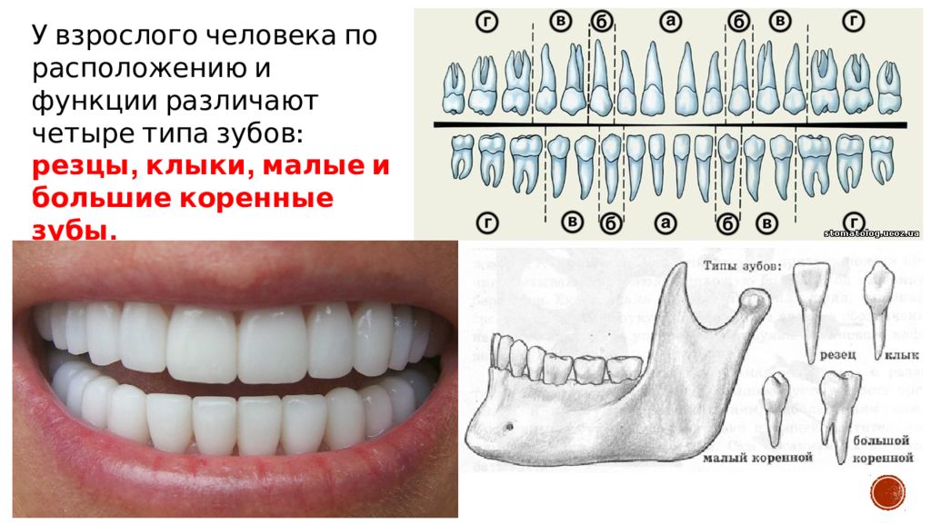 Клык сверху зубов