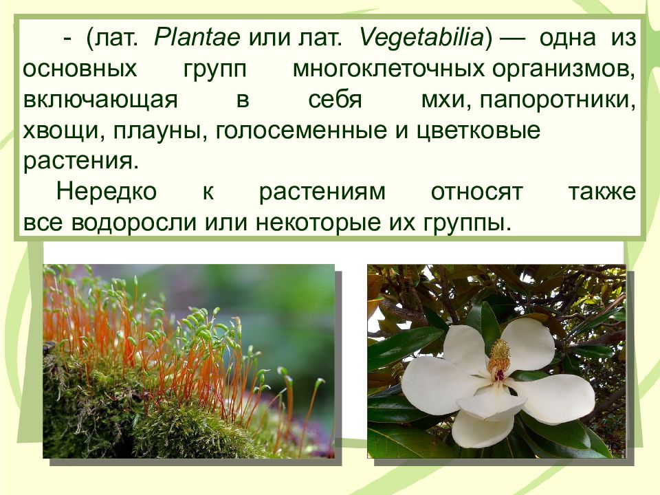 Почему растения относят. Растения (Plantae). Царство цветковых растений доклад. Папоротники относят к царству растений так как в процессе дыхания. Цветковое растение многоклеточная или нет.