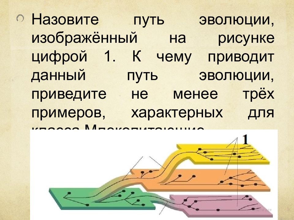 Пути эволюции. Назовите путь эволюции изображенный на рисунке. Назовите пути эволюции изображенных на рисунке 1. Назовите путь эволюции изображенный на рисунке цифрой 1 к чему.