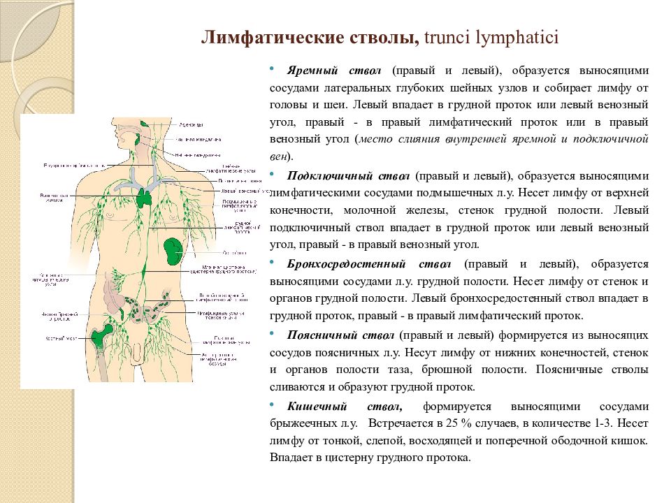 Лимфа тесты. Лимфатические стволы. Лимфатические протоки. Топография грудного лимфатического протока.