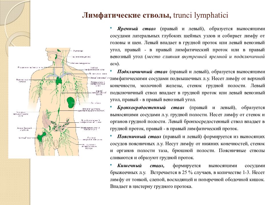 Лимфа тесты