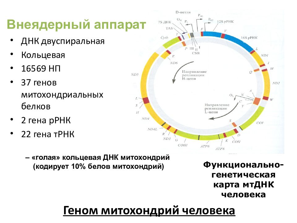 Кольцевая днк. Строение митохондриальной ДНК. Структура митохондриальной ДНК. Митохондриальная ДНК функции. Кольцевая ДНК митохондрий.