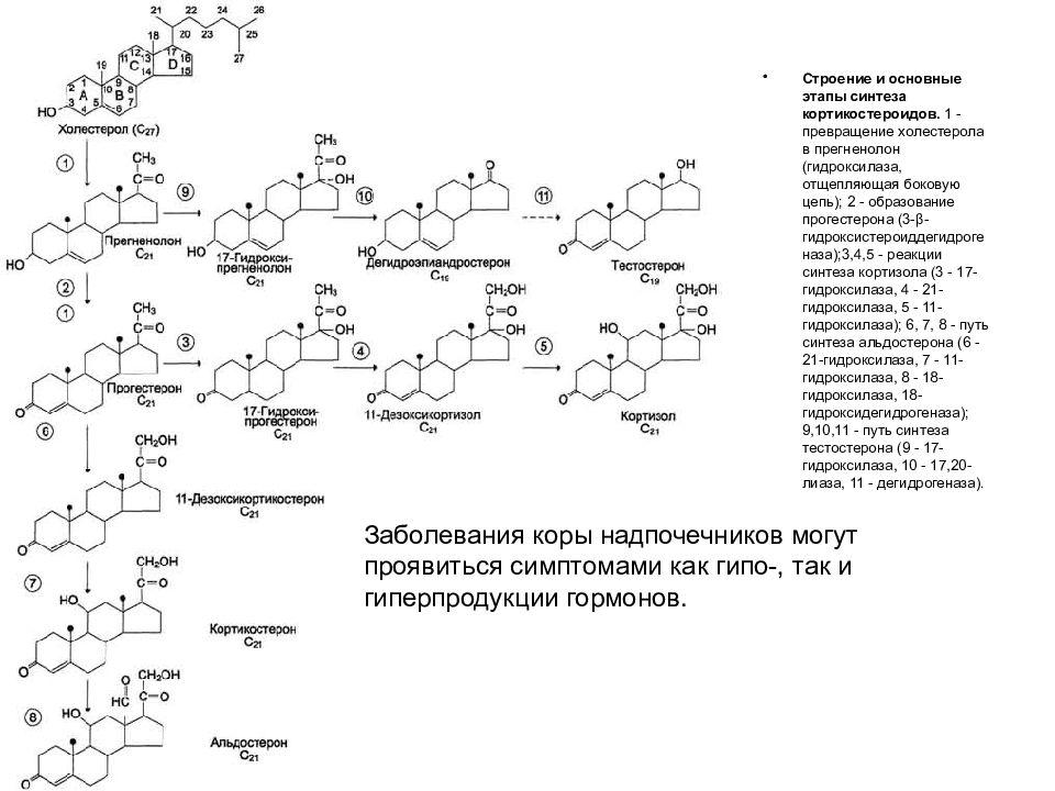 Основной синтез. Строение и основные этапы синтеза кортикостероидов. Превращение холестерола в Прегненолон. Схема синтеза кортикостероидов. Синтез кортизола биохимия.