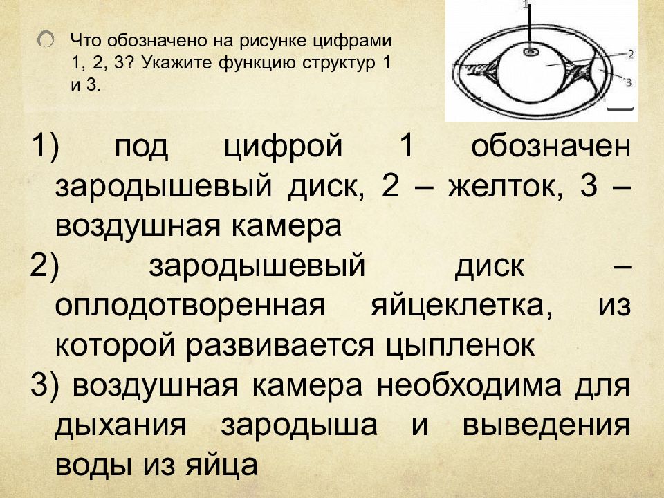 Что обозначено на рисунке цифрами 1 2 3 какие функции выполняют указанные структуры