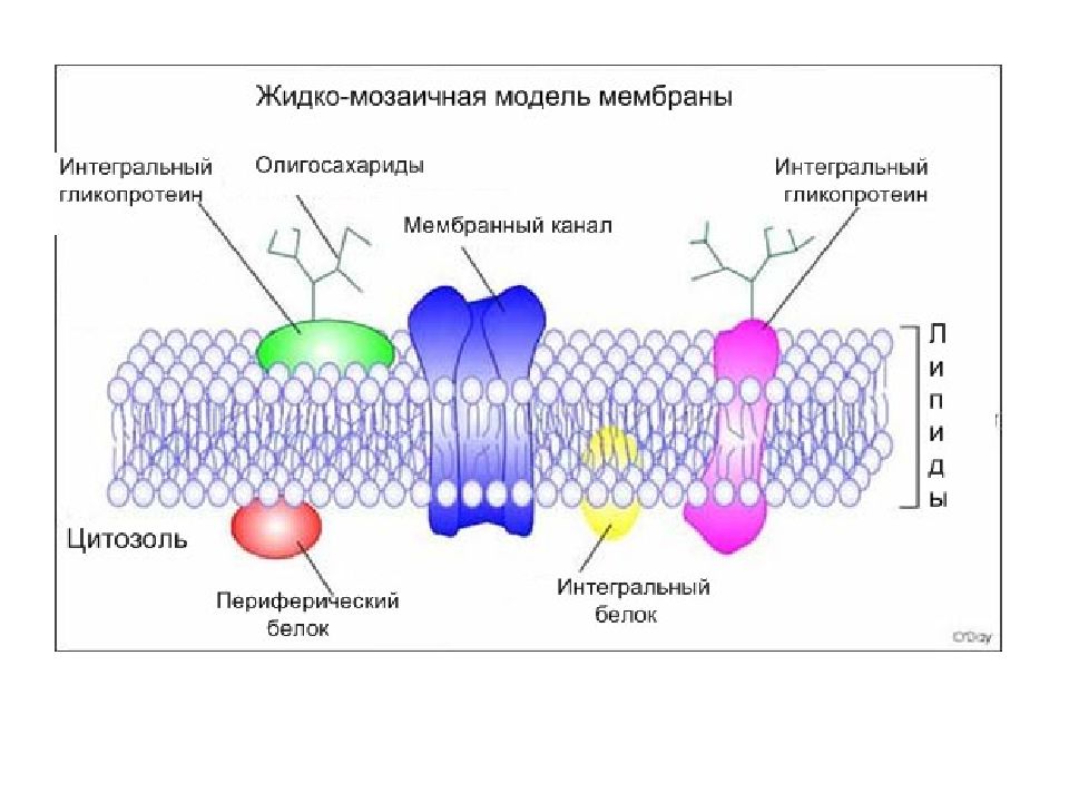 Модель мембраны клетки. Жидко мозаичная модель биологической мембраны. Жидкостно-мозаичная модель плазматической мембраны. Жидкостно-мозаичная модель строения мембраны. Жидкостно мозаичная модель клеточной мембраны.