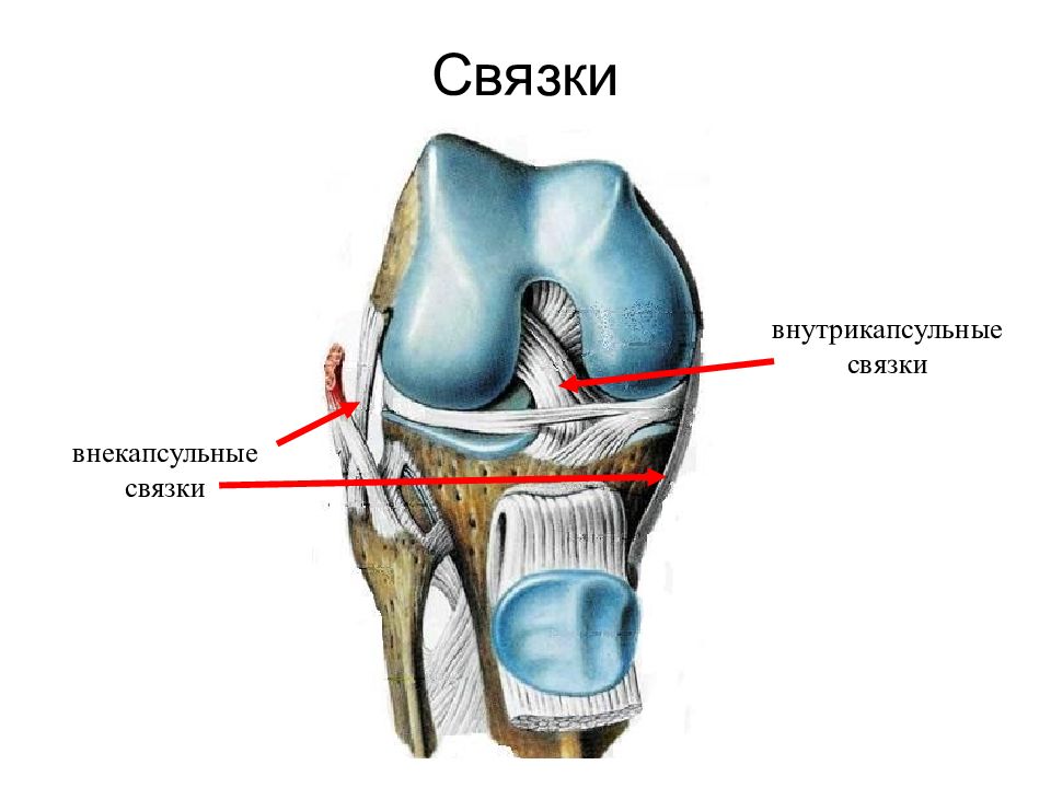 Где находятся связки. Связки. Внекапсульные связки. Связки человека анатомия. Суставно-связочный аппарат.