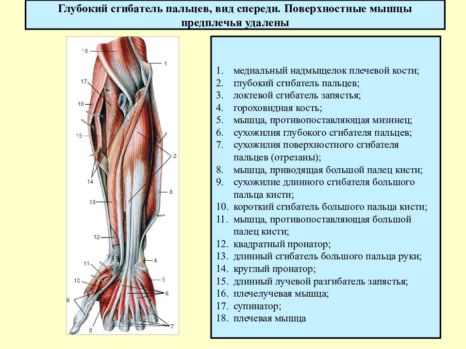 Мышцы предплечья картинки