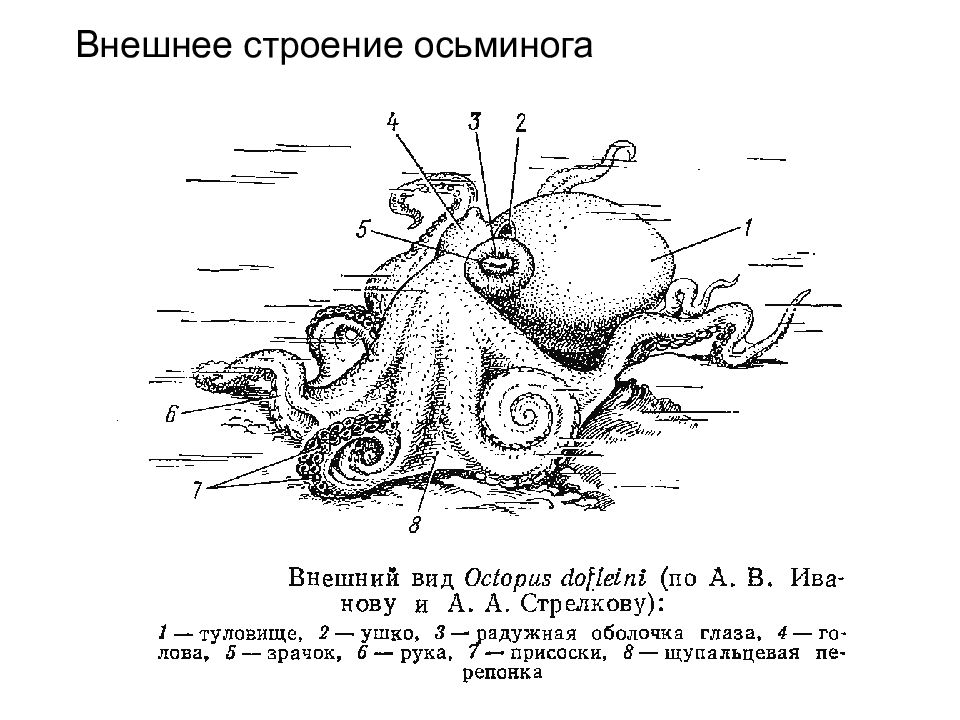 Сколько мозгов у осьминога ответ. Внешнее строение осьминога. Осьминог строение тела схема. Наружное строение осьминога. Строение осьминога обыкновенного.