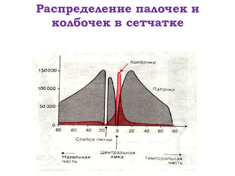 Физиология анализаторов физиология презентация