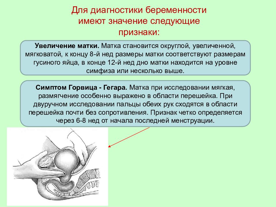 Осмотр на кресле при беременности. Определение беременности. Признаки беременности у омег.