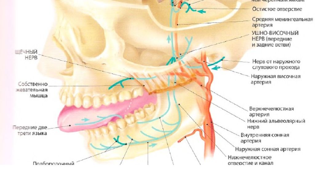 Височный нерв. Ушно-височный нерв анатомия. Ушно височный нерв нерв. Ушно височный нерв ветвь. Передний глубокий височный нерв.