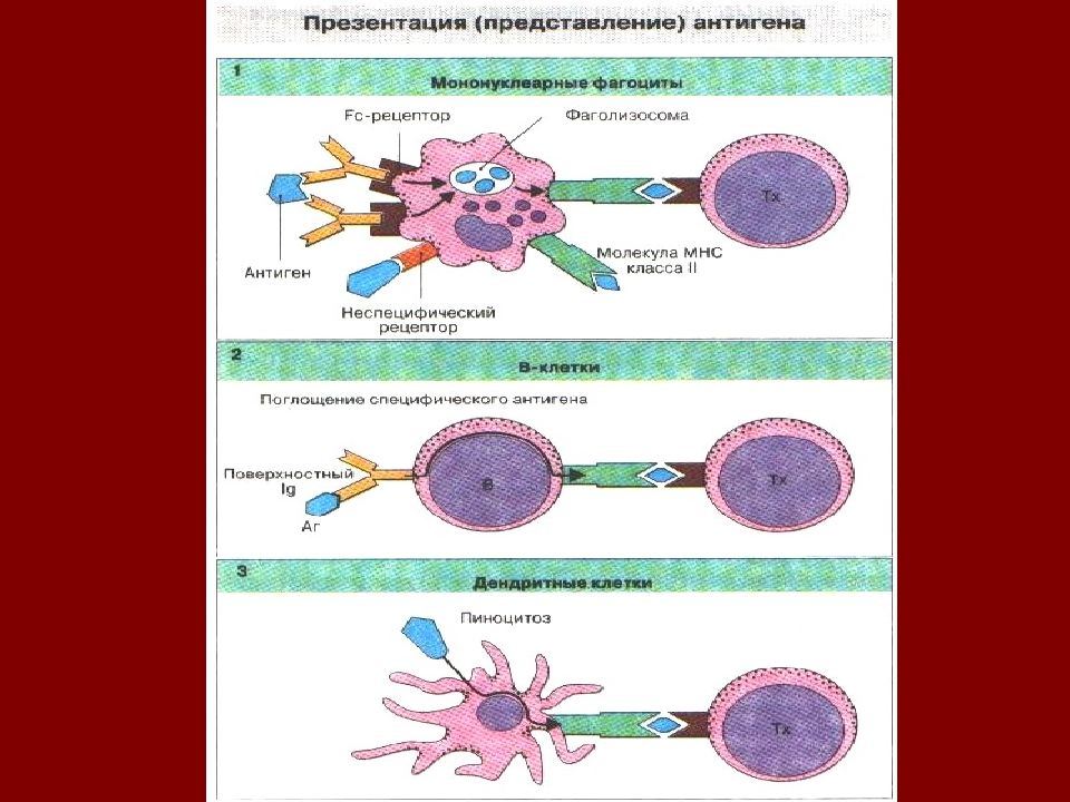 Иммунокомпетентные клетки презентация