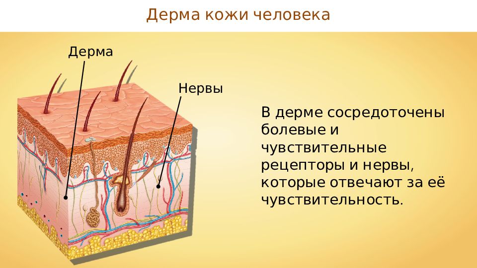 Строение кожи картинки для презентации