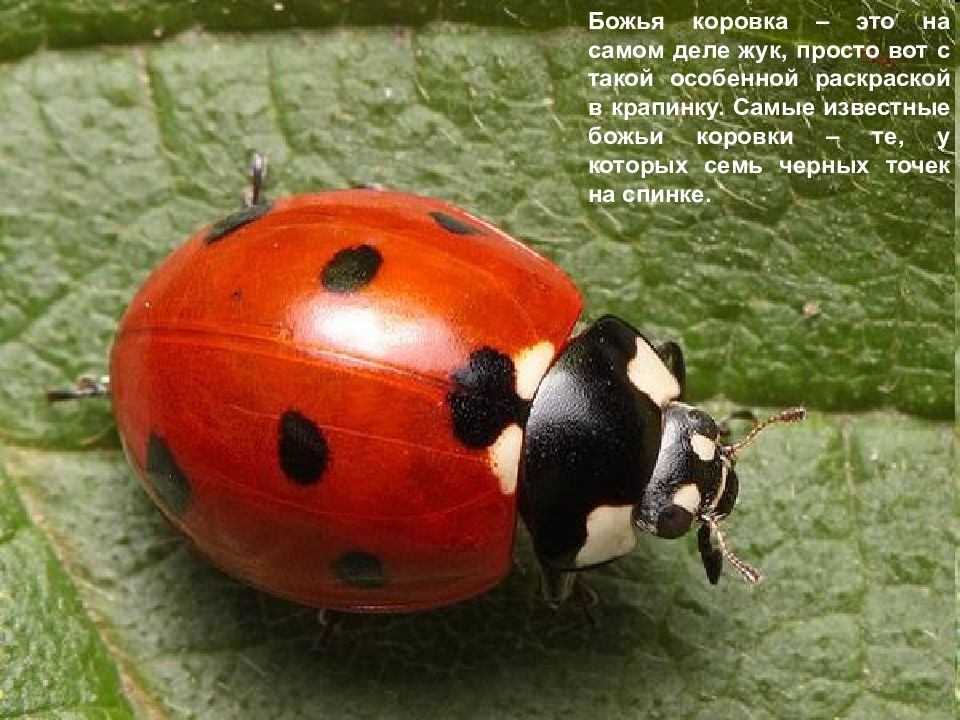 Пятна божьей коровки. Семиточечная Божья коровка. 7 Точечная Божья коровка. Божьи коровки Разноядные жуки. Отряд жесткокрылые семейство Божьи коровки.