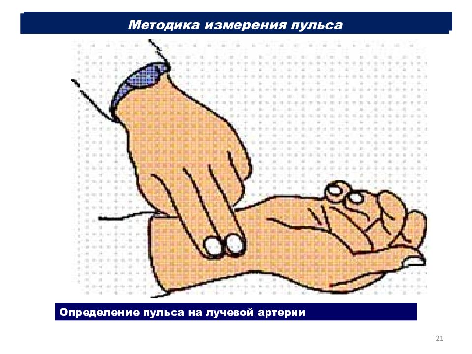 Измерение пульса 3 класс. Измерение пульса на лучевой артерии алгоритм. Подсчет пульса алгоритм. Подсчет пульса на лучевой артерии. Методика измерения пульса на лучевой артерии.