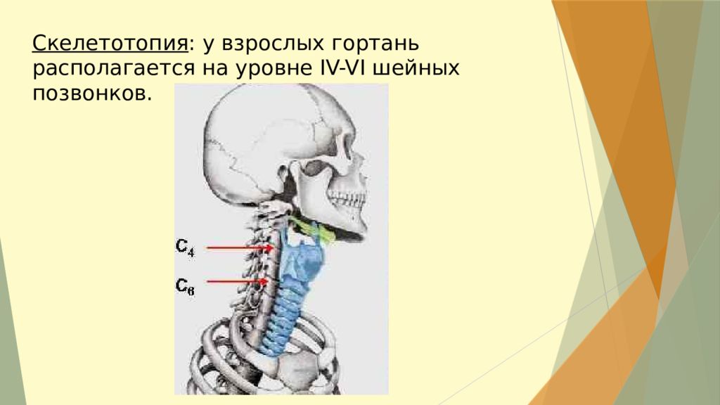 Укажите скелетотопию перехода глотки в пищевод. Гортань сверху подвешена к подъязычной кости. Скелетотопия гортани анатомия.