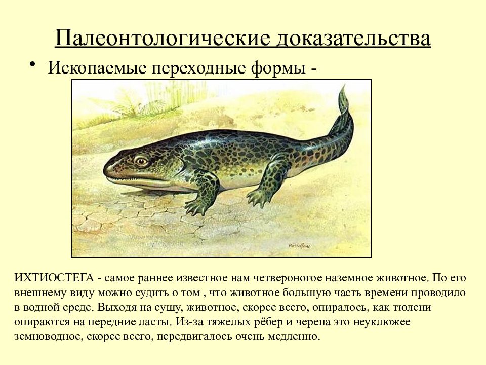 Доказательства переходной формы. ИХТИОСТЕГ переходные формы. Ихтиостега признаки. ИХТИОСТЕГ переходные формы признаки. Ихтиостега переходная форма между.