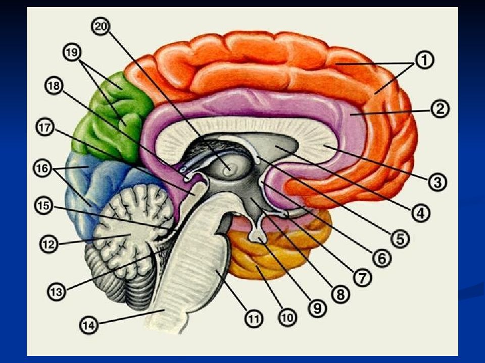 Нижних конечностей и головного мозга. Сагиттальный разрез головного мозга. Сагиттальный разрез головного мозга анатомия. Срединный Сагиттальный срез головного мозга. Структуры сагиттального разреза головного мозга.