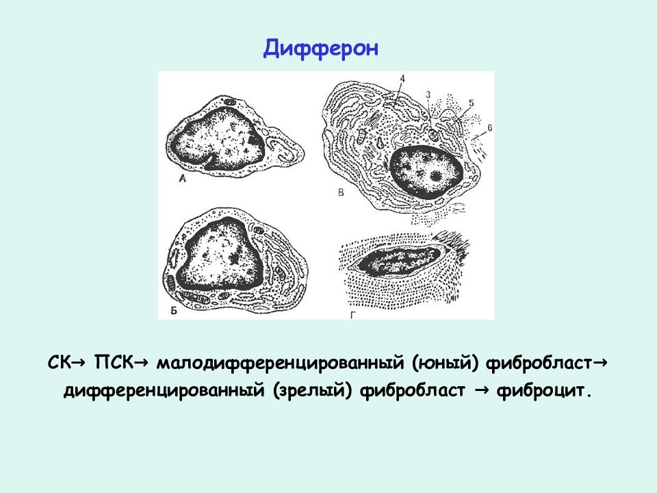 Дифферон. Дифферон это гистология. Диффероны эпителия. Диффероны соединительной ткани. Дифферон эпителиальной ткани.