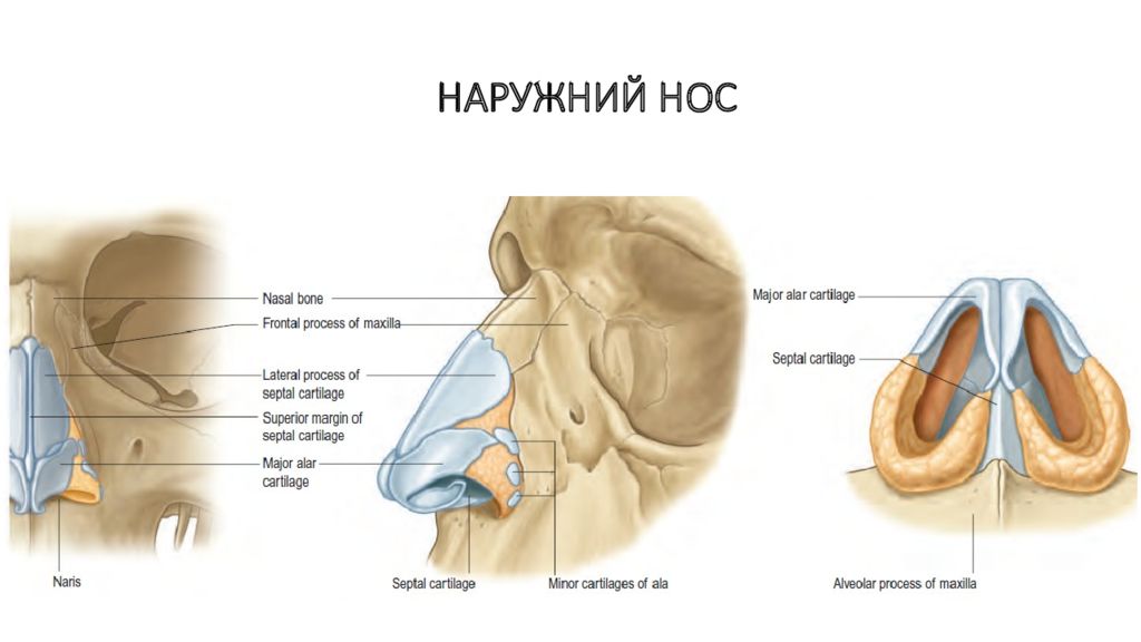 Строение наружного носа. Хрящи носа анатомия строение. Наружный нос и полость носа строение. Наружное строение носа анатомия. Наружный нос носовая полость строение.