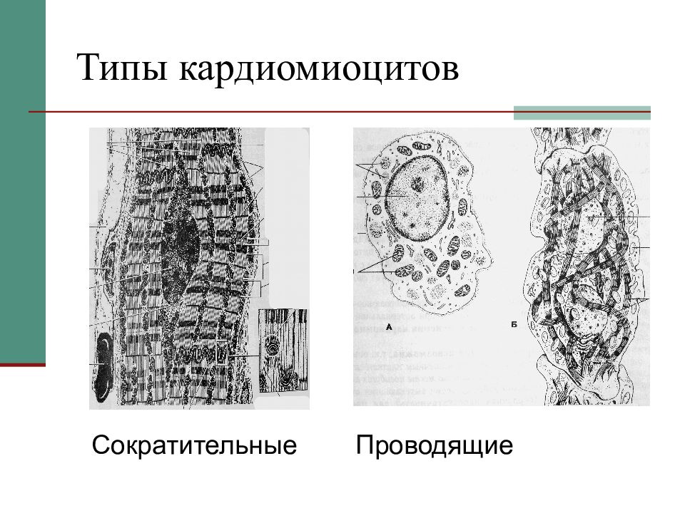 Кардиомиоциты. Атипичные кардиомиоциты рисунок. Секреторные кардиомиоциты строение. Сократительные кардиомиоциты гистология. Атипичные кардиомиоциты строение.