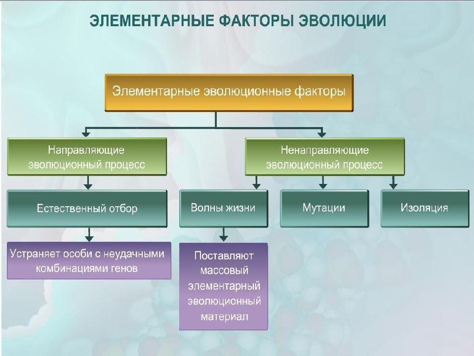 Представьте в виде схемы многообразие элементарных эволюционных факторов биология 9 класс