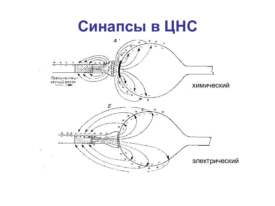 Схема электрического синапса