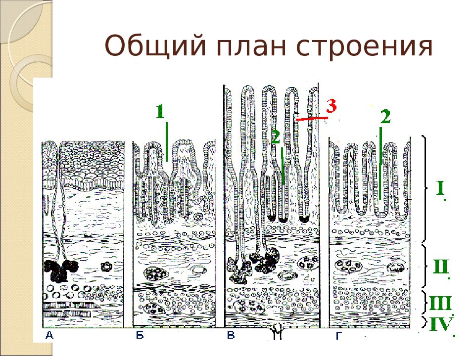 Пищеварительная система презентация гистология