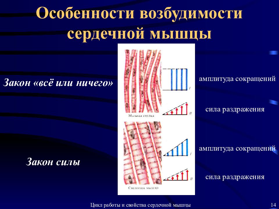 Особенности сокращения скелетной мышечной ткани