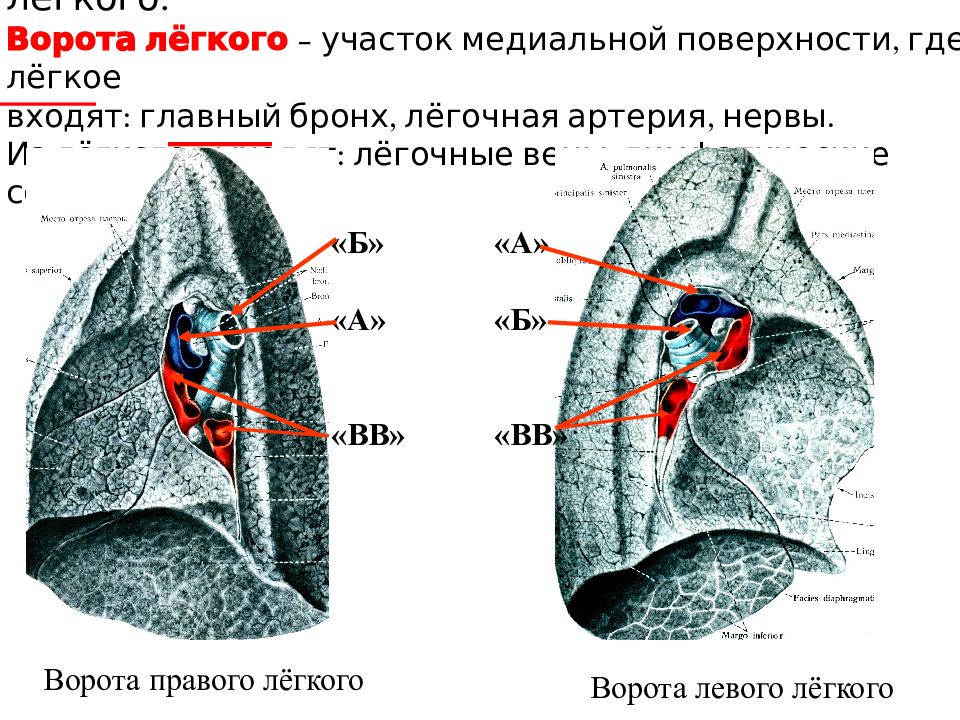 Легкие главная. Ворота левого легкого анатомия. Ворота легких анатомия. Анатомия легких ворота легких. Где располагаются ворота легких.