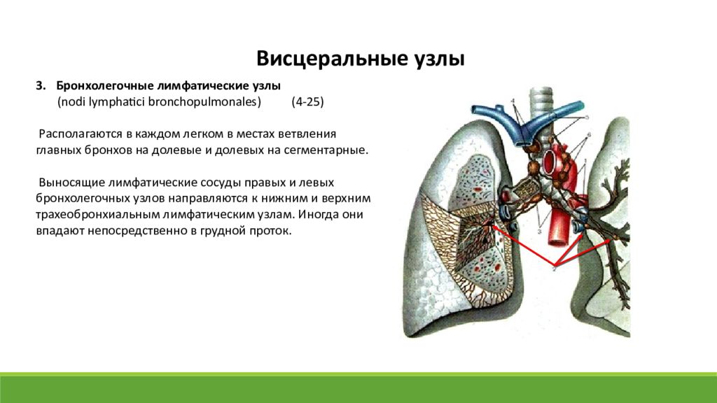 Локализация лимфатических узлов грудной стенки